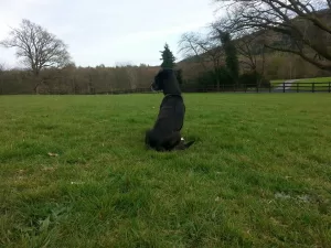 Dog sitting in Tollymore forest Park