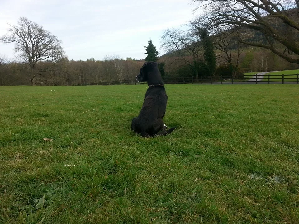 Tollymore Forest Park