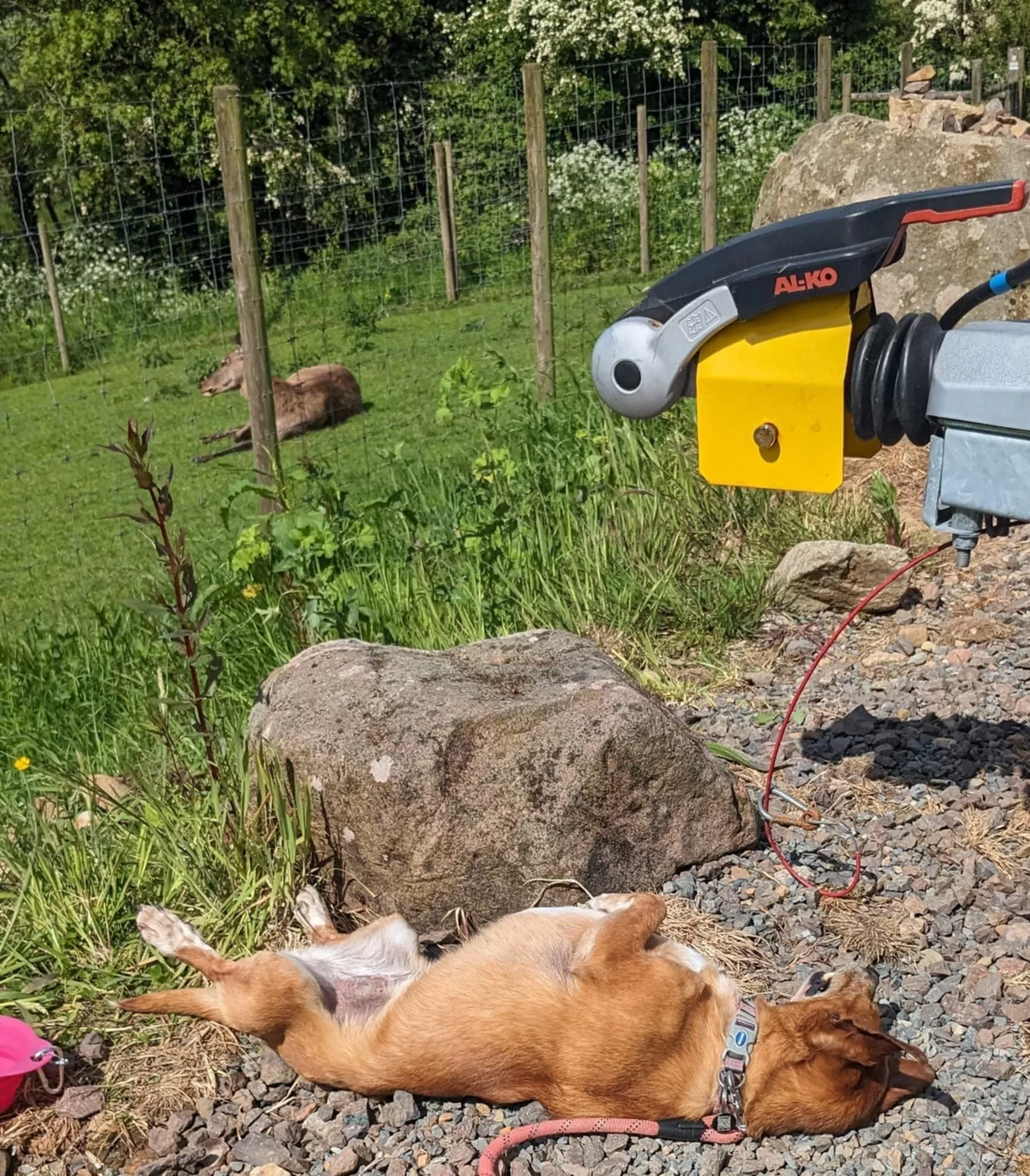 10 Outdoor Dog friendly places Northern Ireland