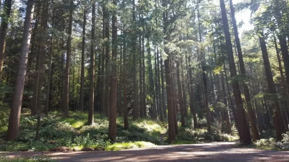 Tollymore Forest Park Co Down Newcastle