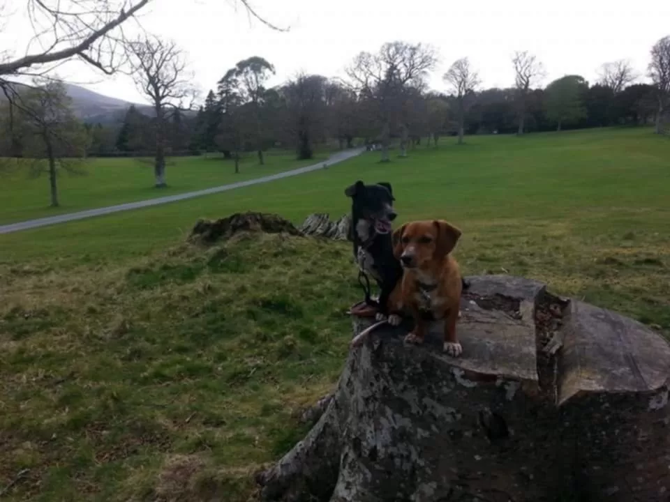 Two Dogs at Tollymore Forest Park 