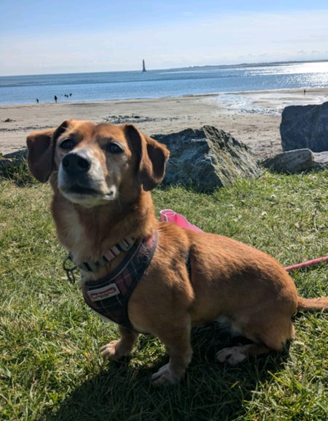 How to keep dogs cool in a hot weather