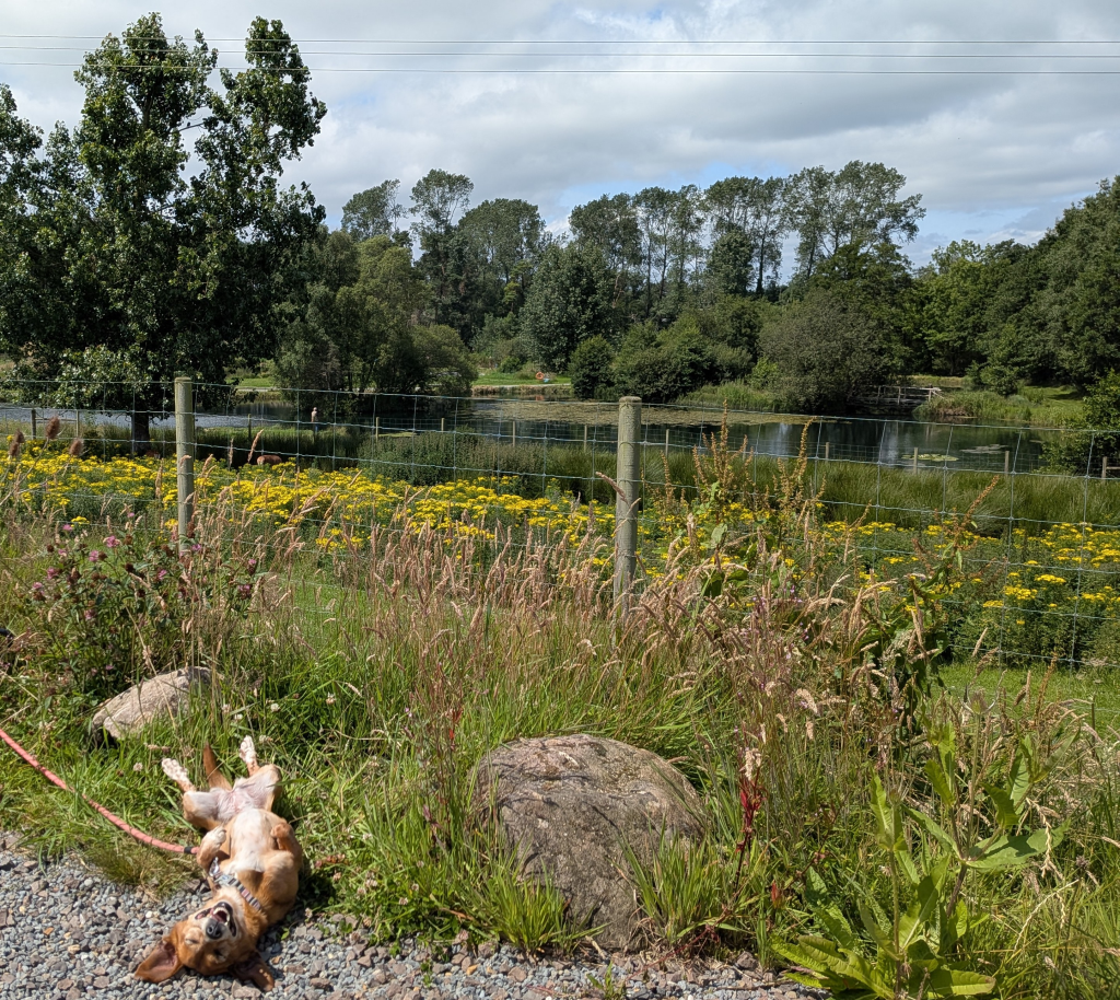 Relaxing in the nice weather