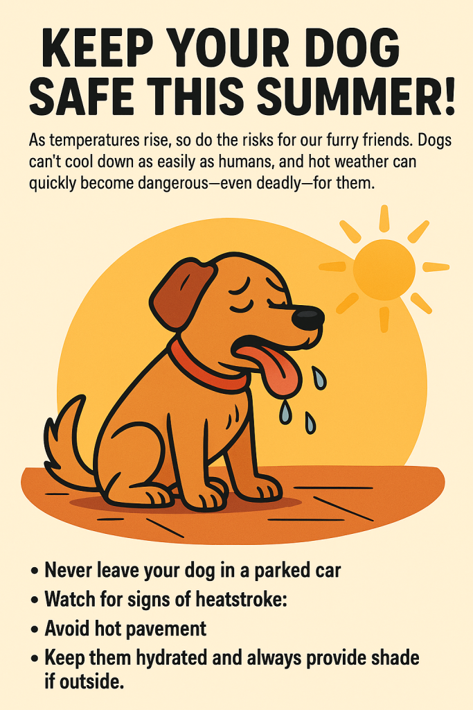 keeping dogs cool in heatwave