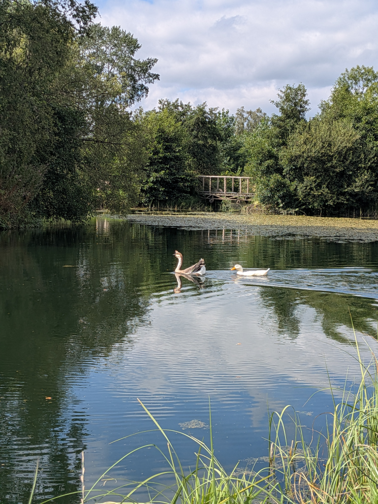 Goose and Duck swimming across a lake