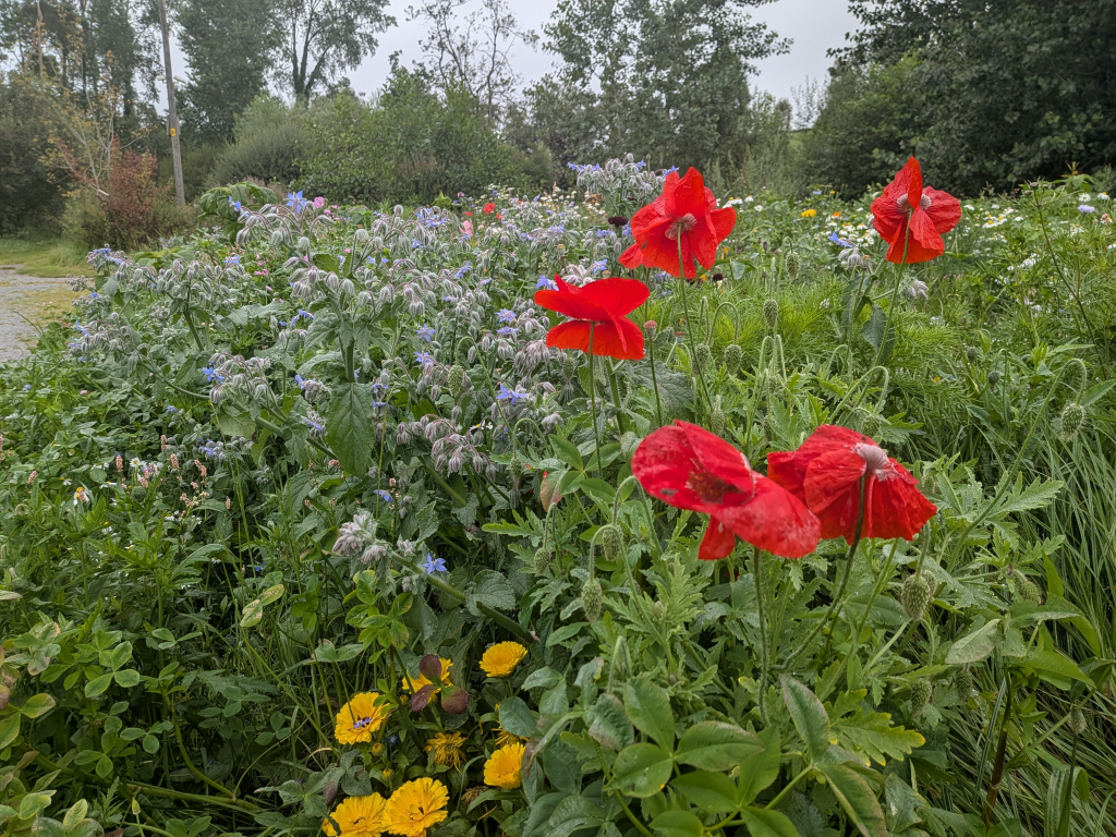 Wild flowers spotted on a relaxing nature walk