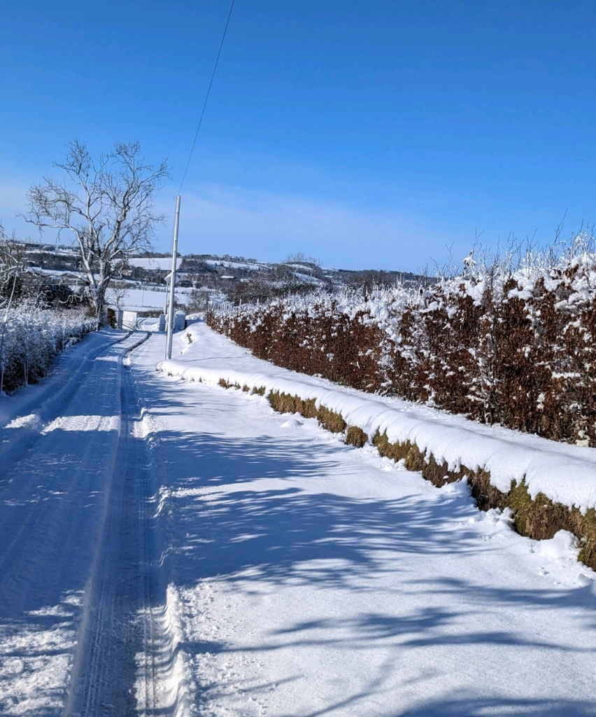 A narrow country road covered in snow, with hedgerows and a bare tree under a clear blue sky